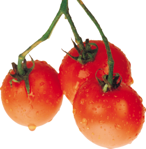 Tomatoes PNG-12577